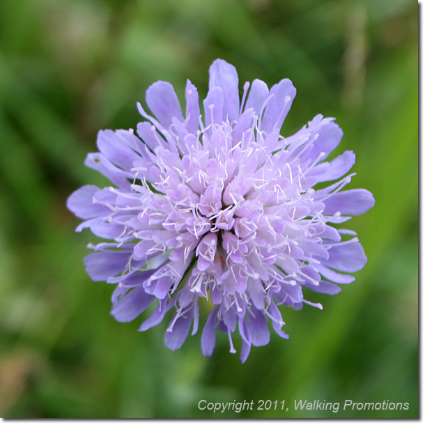 Tour de Mont Blanc, La Fouly - Champex, Wildflowers